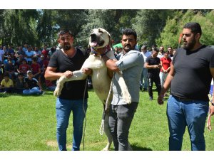 Ereğli’de Türk çoban, av ve bekçi köpekleri yarıştı