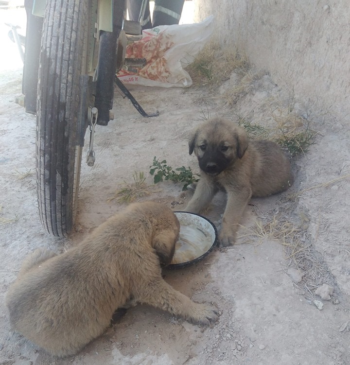 Vijdanınız kurusun! Ölüme terk edilen iki can!