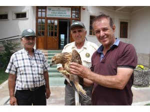 Yaralı şahin koruma altına alındı