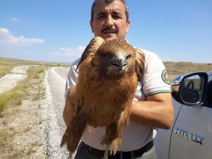 Karayolunda yaralı bulunan şahin tedavi altına alındı