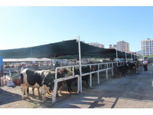 Seydişehir Belediyesi Kurban Bayramına hazır