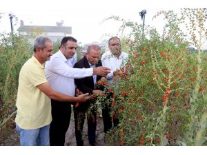 Aksaray’ın Oscar kalite ödüllü goji berry’si dünyaya ihraç ediliyor