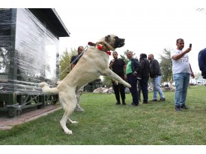 Konya’da çoban köpekleri yarıştı