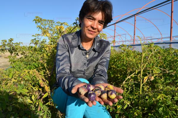 Havva İnanç öncü oluyor! Tohumunu Çin'den getirip ektiği mor çileğe, talep arttı