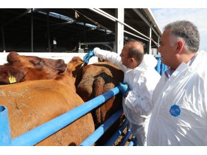 Aksaray’da hayvanlara şap aşılama çalışması başladı