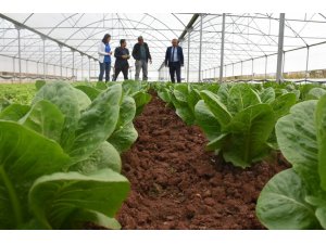 Aksaray’da sera projeleri üreticinin yüzünü güldürüyor