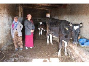 Aksaray'da Ahırdan İnek Hırsızlığı! Yaşlı Kadının İnekleri Çalındı