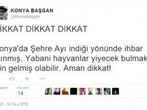 Konya’ya ayı indi, sosyal medya sallandı!