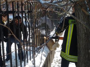 Demir parmaklıklara sıkışan köpeği itfaiye ekipleri kurtardı