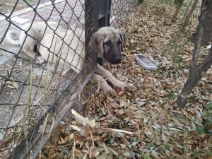 Kafası tel örgüye sıkışan köpeği itfaiye kurtardı