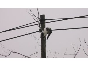 Köpeklerden kaçan kedi direğe çıktı