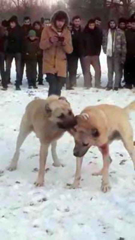 Konya’da ormanda köpek dövüştüren ve bahis oynayan 17 kişiye para cezası