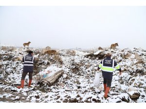 Sahipsiz hayvanlara düzenli olarak yiyecek bırakılıyor