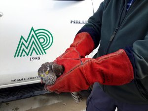 Yaralı halde bulunan atmaca tedavi altına alındı