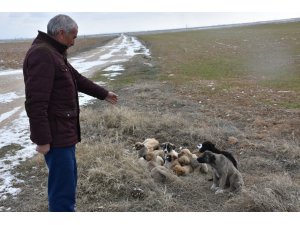 Eskil'de yavru köpekler soğukta ölüme terk edildi