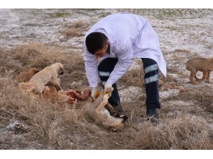 Eskil'de ölüme terk edilen köpeklere Aksaray Belediyesi sahip çıktı