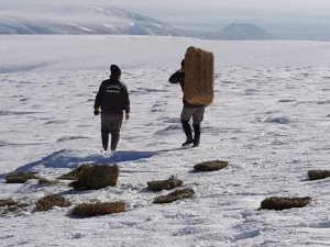 Yaban hayvanları için doğaya 1 ton kuru yonca bırakıldı