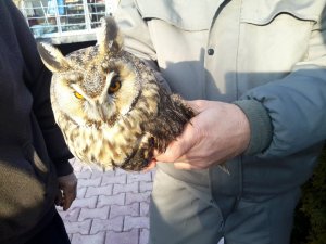 Konya’da kulaklı orman baykuşu bulundu