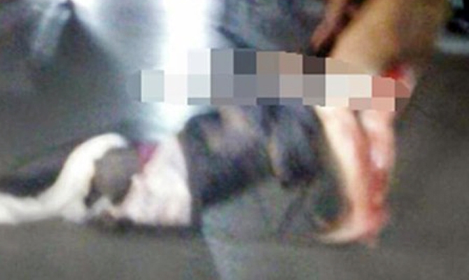 Çapkınlık yapan kocasının penisini kesti, pencereden attı