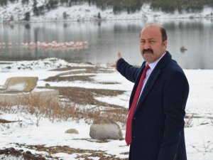 Konya’da 13 flamingo soğuktan öldü