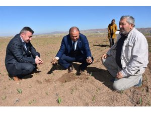 Tarım ve Orman müdürlüğü ekili tarım arazilerinde incelemelerde bulundu