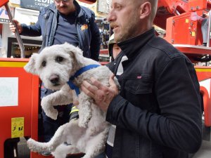 Balkonda mahsur kalan yavru köpeği itfaiye kurtardı