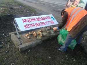 Akşehir’de sokak hayvanları unutulmuyor