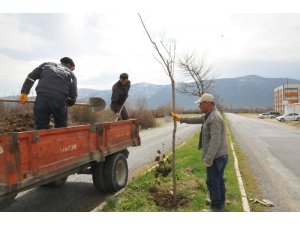 Akşehir’de ağaçlandırma ve budama çalışmaları sürüyor