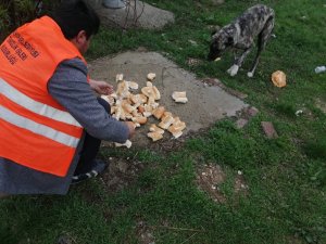 Akşehir’de sokak hayvanlarına mama desteği