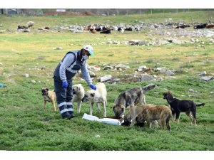 Konya Büyükşehir sokak hayvanları için yemek atıklarından mama üretecek