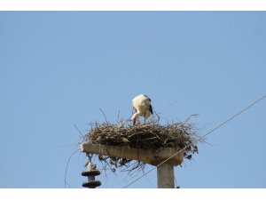 Elektrik direkleri üzerindeki leylek yuvaları ilgi odağı