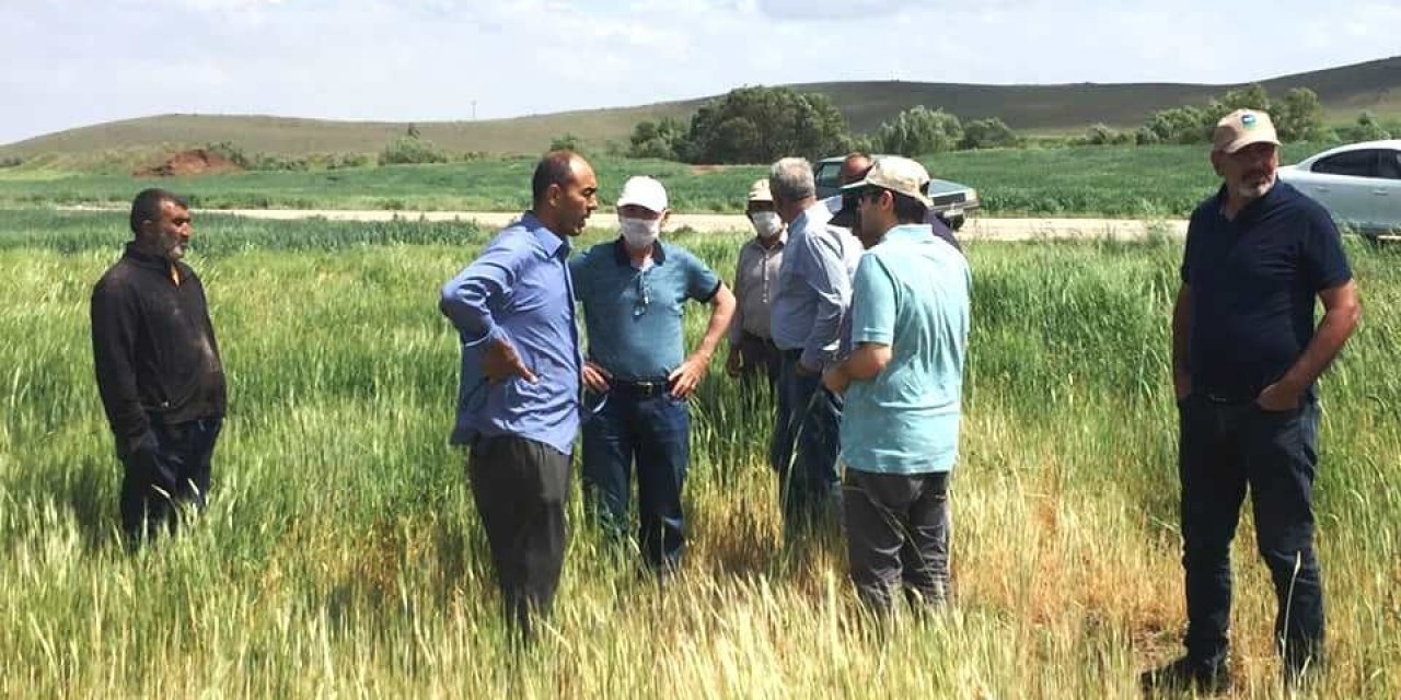 Kulu’da ekili alanlarda cüce virüs hastalığı şüphesi