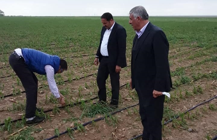 Belgemen'den dolunun vurduğu tarım arazilerinde inceleme