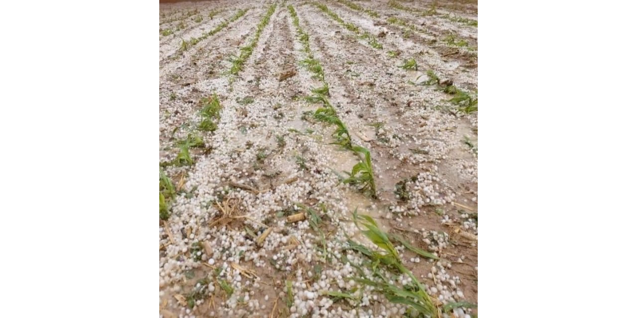 Aksaray’da dolu yağışı tarım arazilerine zarar verdi