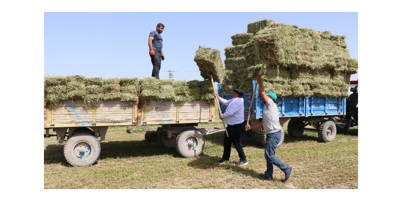 Yarış atlarının yoncası Aksaray’dan