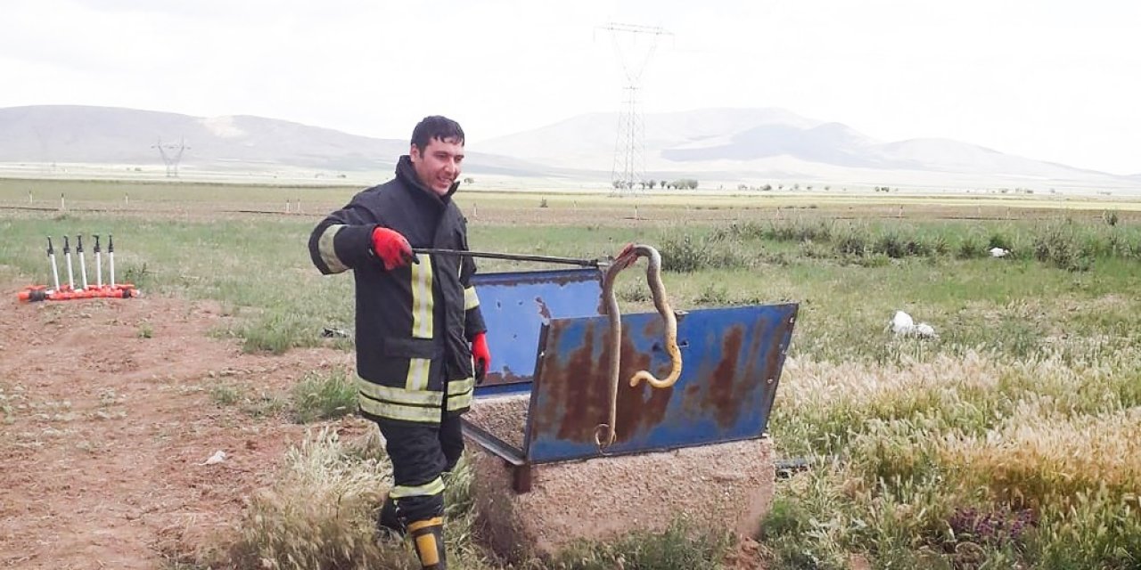 Rögardan çıkarılan yılanlar doğaya bırakıldı