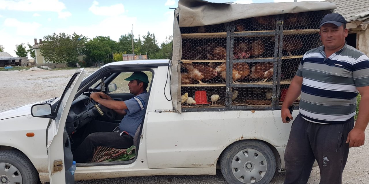 Köy hayatının olmazsa olmazı tavuğa ilgi!