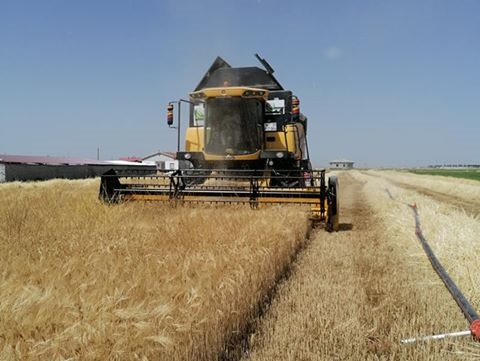 Eskil'de sezonun ilk arpa hasadı yapıldı