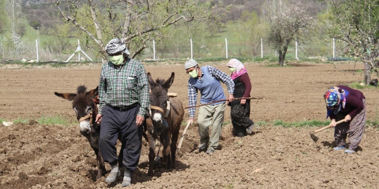 Konya’da eşeklerle tarım günümüzde de revaçta