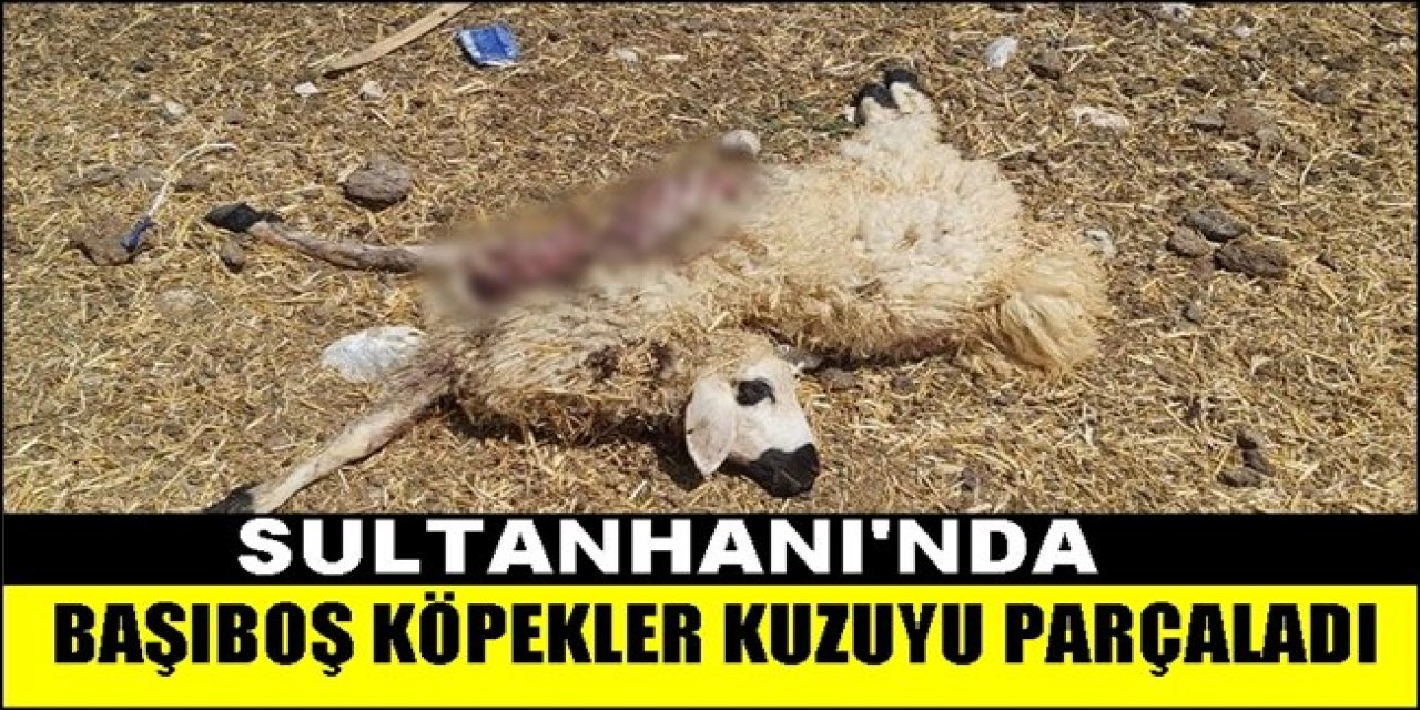 Sultanhanı'nda Başıboş Köpekler Saldırdıkları Kuzuyu Telef Etti