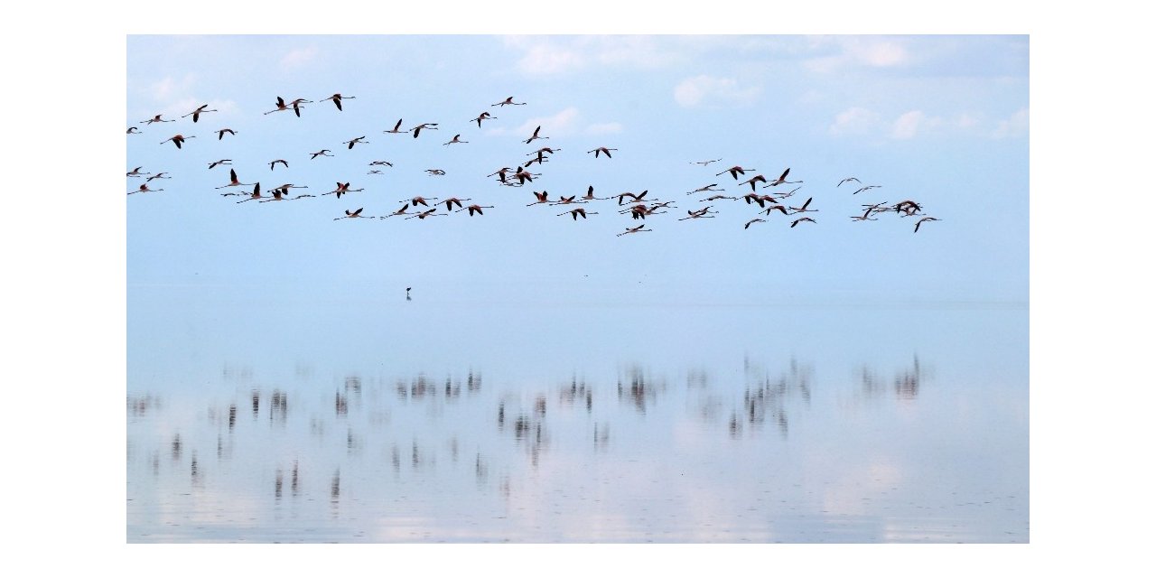 Doğa harikası Tuz Gölü’nde yavru flamingo şöleni