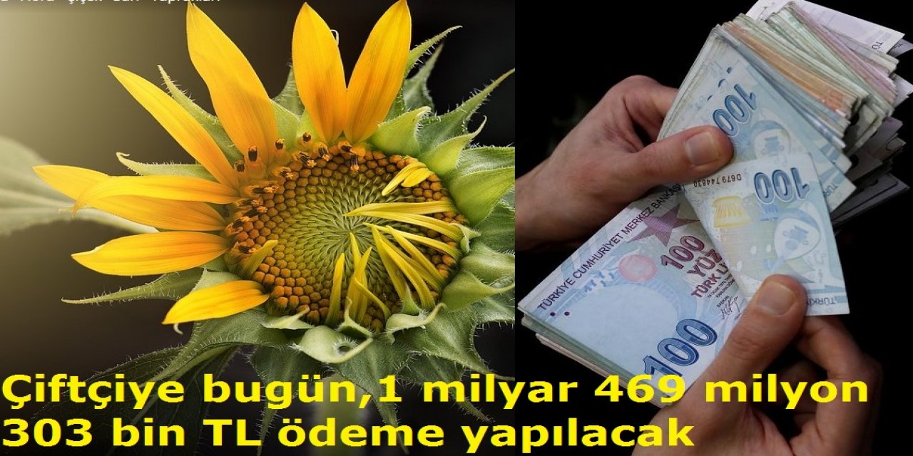 Çiftçiye yağlı tohumlar ve sulama elektrik desteği ödemesi yapılacak