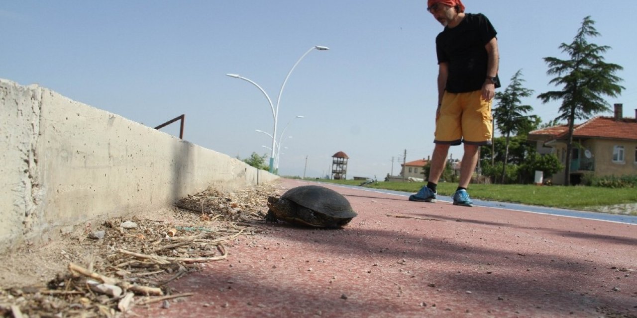 Kaplumbağaların göle geçişine “beton set” engeli