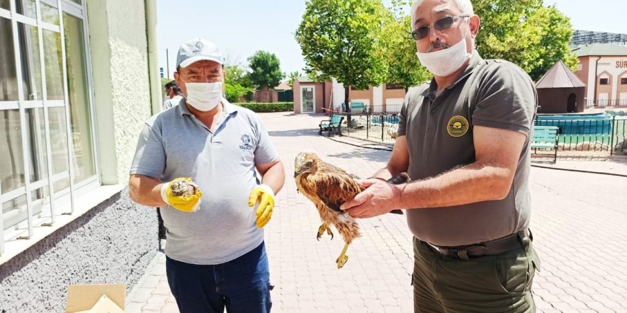 Yaralı kuşlar koruma altına alındı