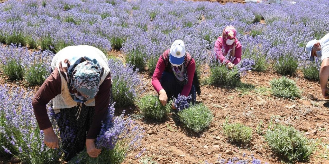 Güneysınır’da lavanta hasadı