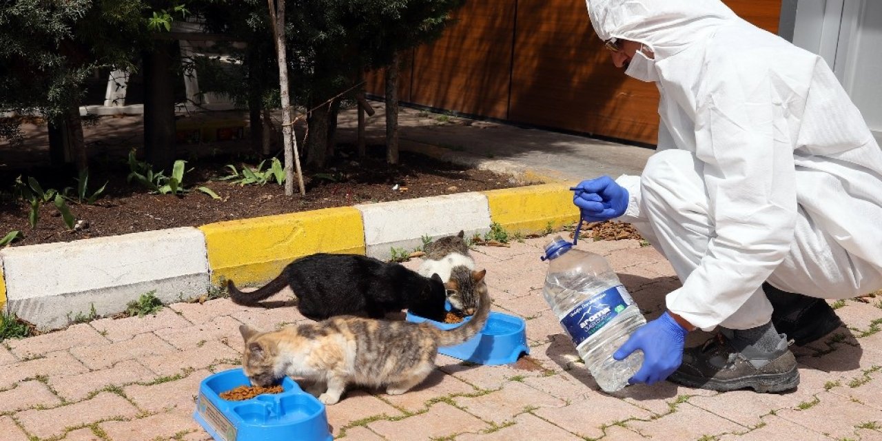 Sokak hayvanları için bir kap yemek bir kap su