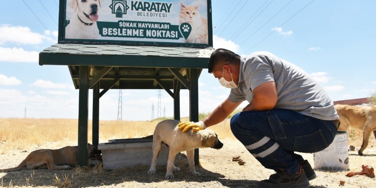 Karatay Belediyesi, sokak hayvanlarını yalnız bırakmıyor