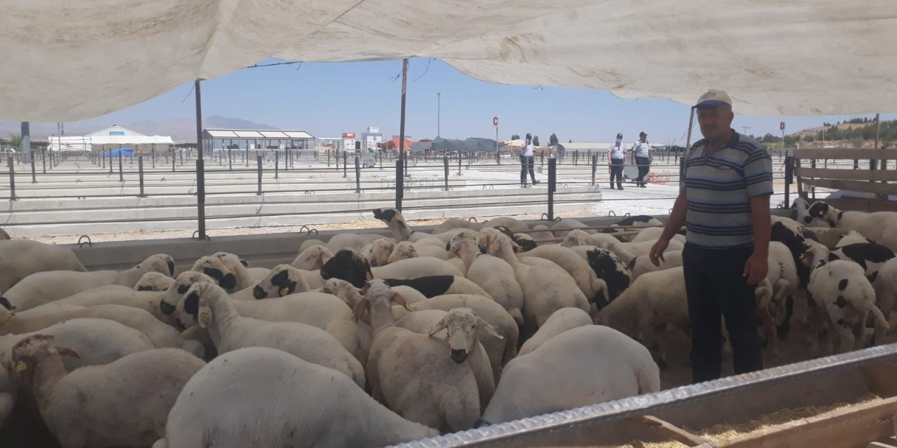 Eskilli küçükbaş üreticileri Konya'da kurban pazarındaki yerini alıyor