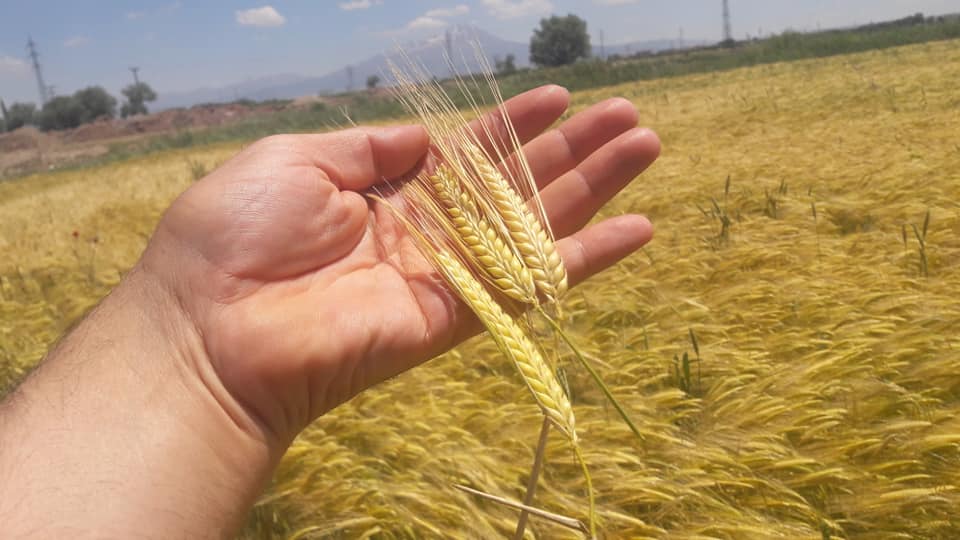 Aksaray Ziraat Odası'ndan önemli tohum uyarısı "Uçuk rakamlara sakın kanmayın"