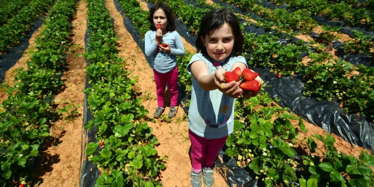 Konya’da tarımsal destek başvuruları 7 Ağustos’a uzatıldı